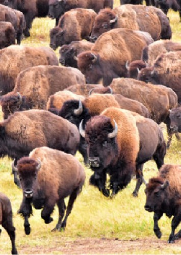 Buffalos