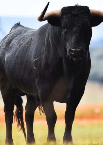 Bull