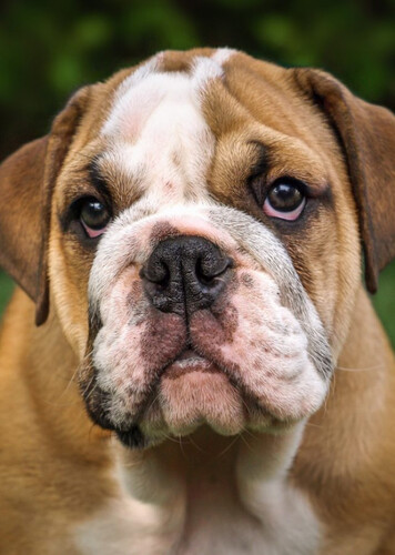 English Bulldog