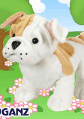 Bulldog Puppy