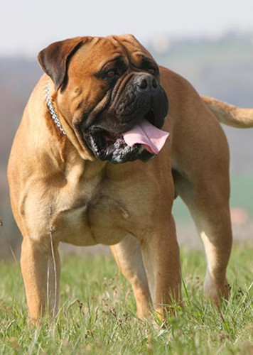 Bullmastiff