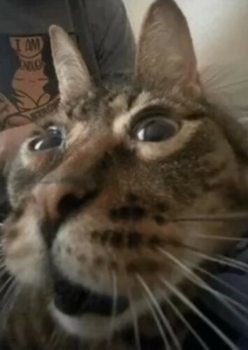 Bungus