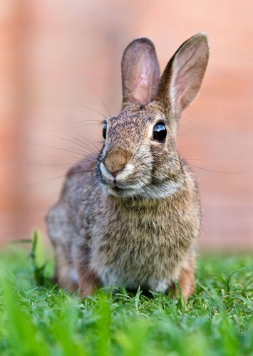 Bunny