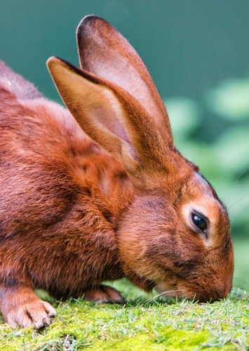 Bunny