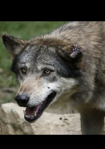 Bunto