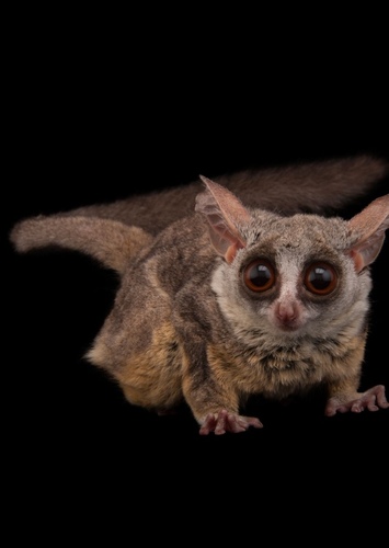 Bush Baby