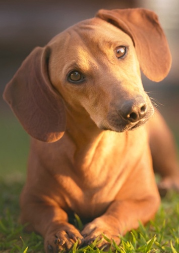 Buster