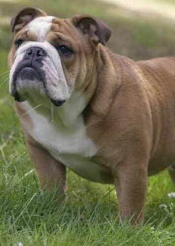 Butch
