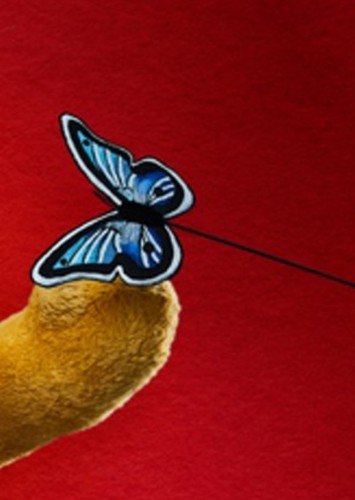 Butterfly 2