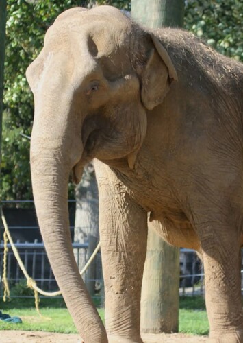 Buttonwood Park Zoo