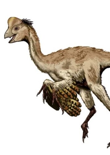 Caenagnathus
