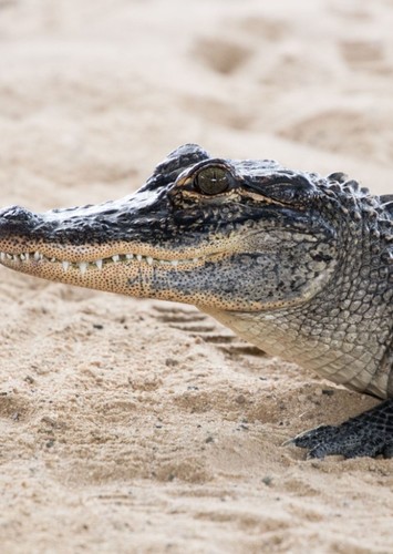 Caiman