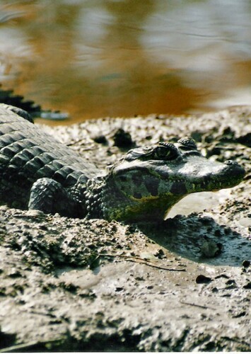 Caiman