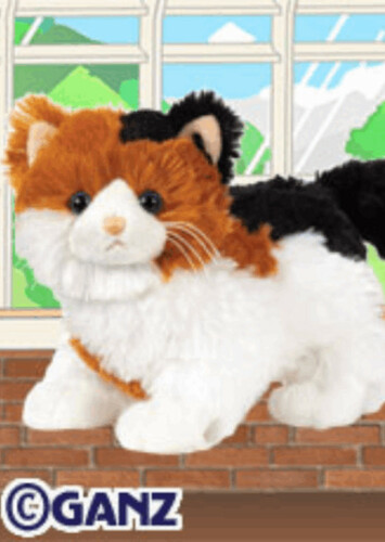 Calico Cat