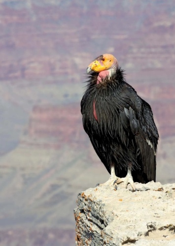 California condor