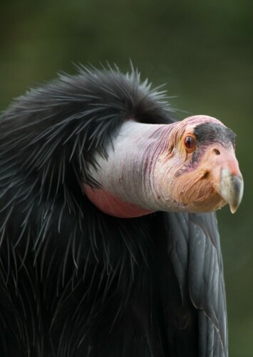 California Condor