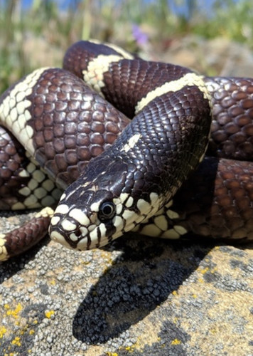 California Kingsnake