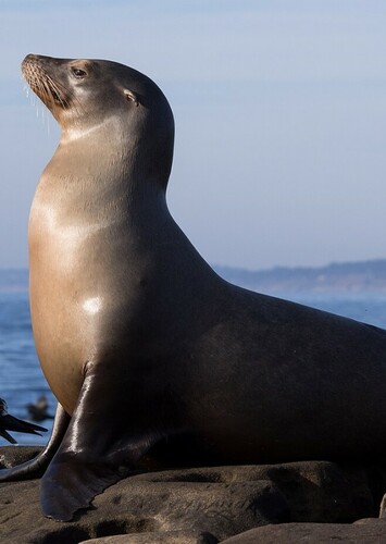 California Sea Lion 1
