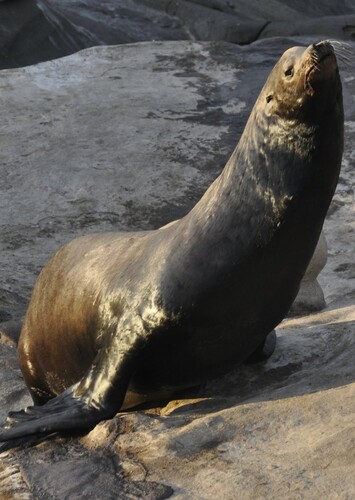 California Sea Lion 2