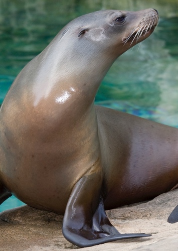 California Sea Lion
