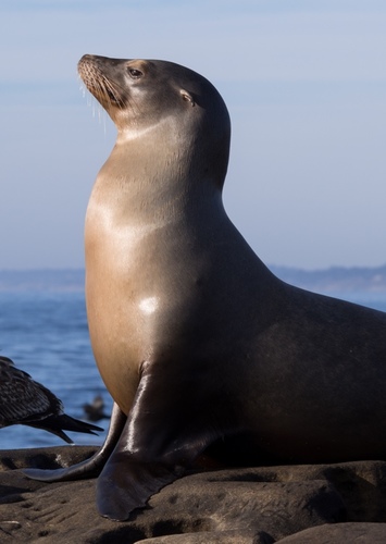 California Sea Lion