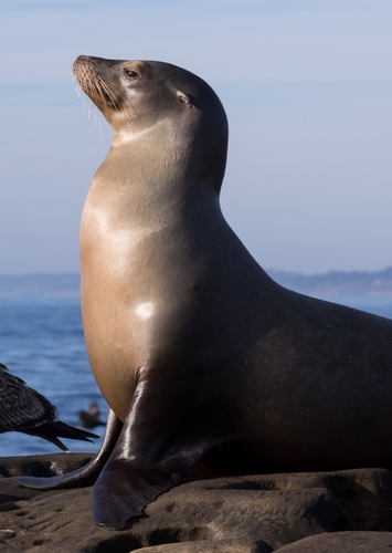 California Sea Lion