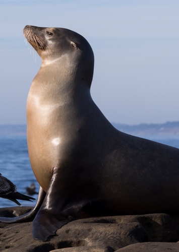 California Sea Lion