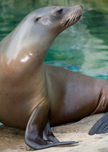 California Sea Lion
