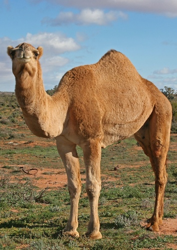 Camel