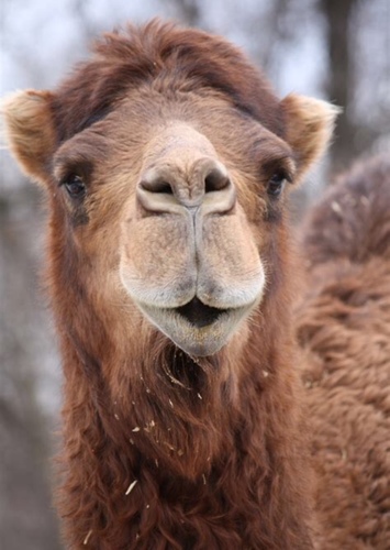 Camel