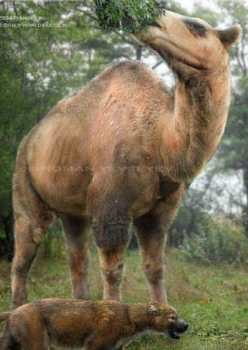 Camelops