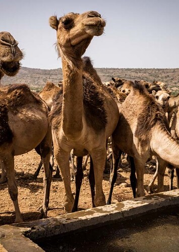 Camels