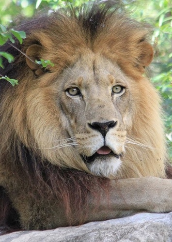 Cameron Lion