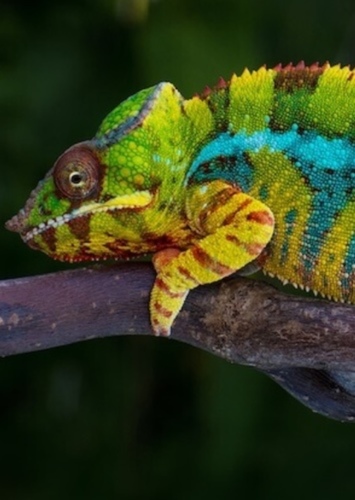 Camo
