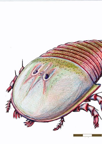 Campylocephalus