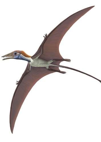 Campylognathoides
