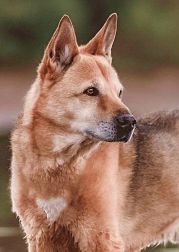 Canaan Dog