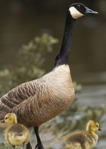 Canada Goose