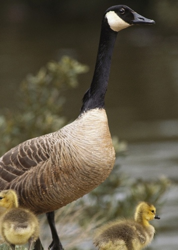 Canadian Geese