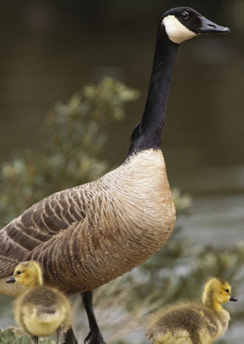 Canadian Goose