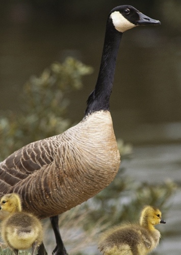 Canadian Goose