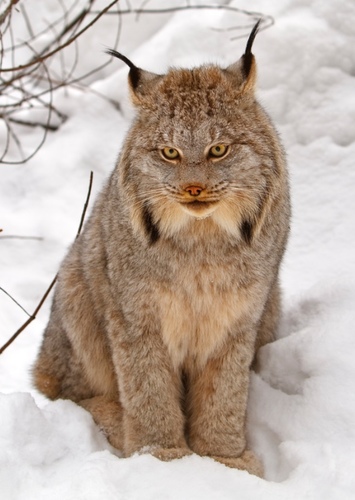 Canadian Lynx