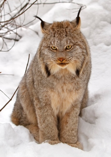 Canadian Lynx