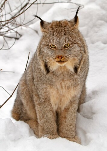 Canadian Lynx