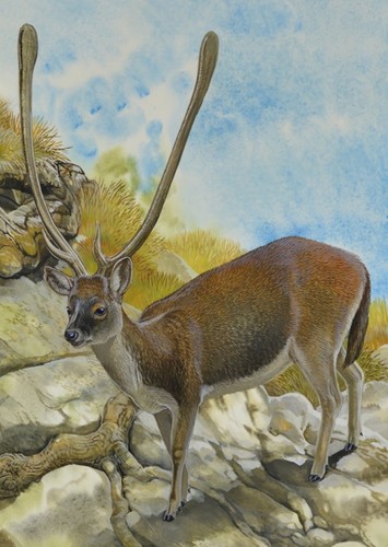 Candiacervus
