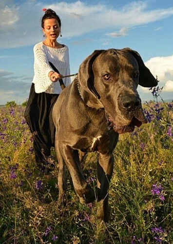 Canine Companion