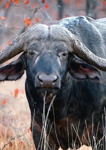 Cape Buffalo