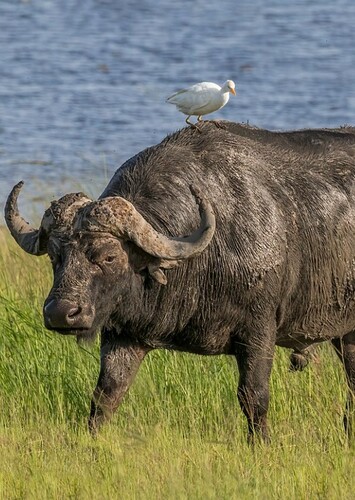 Cape Buffalo