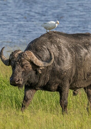 Cape Buffalo