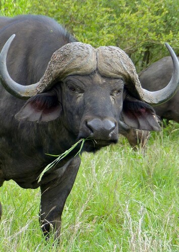 Cape Buffalo